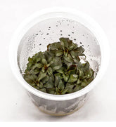 ADA Big Red Leaf Ludwigia peruensis IC013